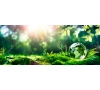 Ballade en forêt - CALS